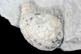 Cystoid Fossil (Holocystites) on Rock - Indiana #85702-2
